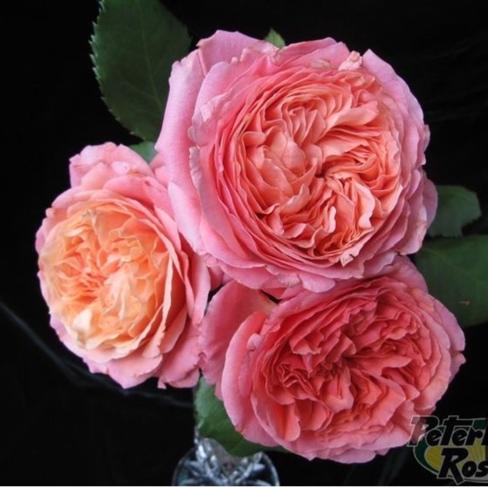 Meet your Posher, Ann